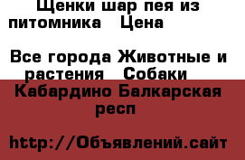 Щенки шар-пея из питомника › Цена ­ 15 000 - Все города Животные и растения » Собаки   . Кабардино-Балкарская респ.